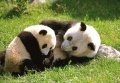 120px-Panda2.jpg