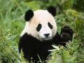 120px-Panda1.jpg