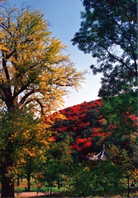 File:280px-The Fragrant Hills Park (香山公园).jpg