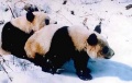 120px-Panda6.jpg
