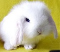120px-Rabbit.JPEG