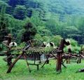 250px-Wolong.JPEG