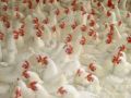 250px-Instant chickens' food scandal.JPEG