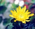 180px-Chrysanthemum.jpg