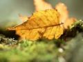 200px-Bailu.jpg