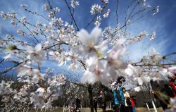 Cherry Blossom Festival (樱花节).JPEG